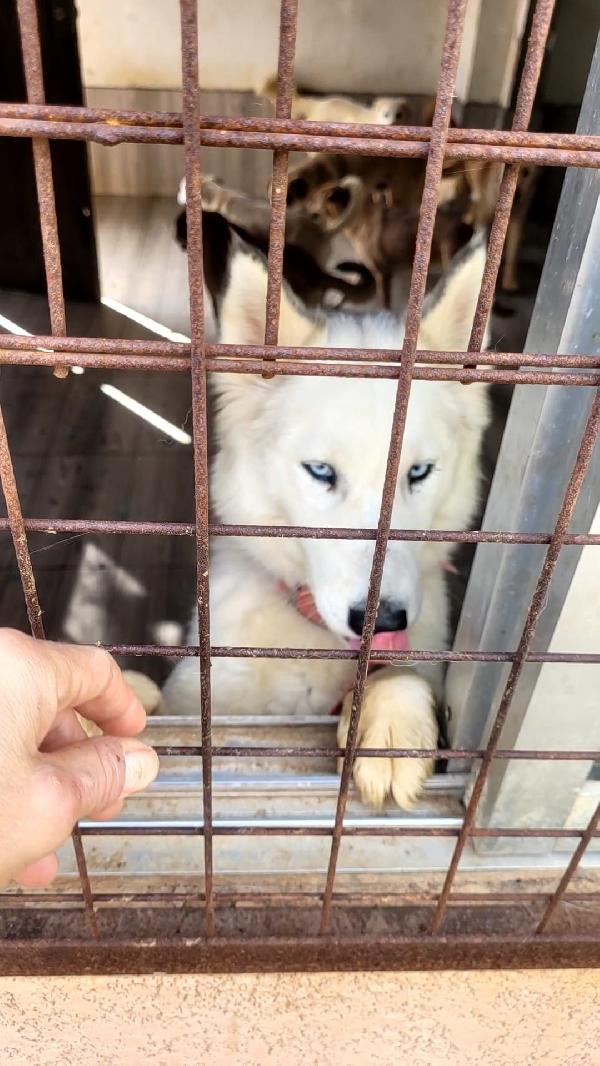 Donut, meravigliosa Husky Foto 4